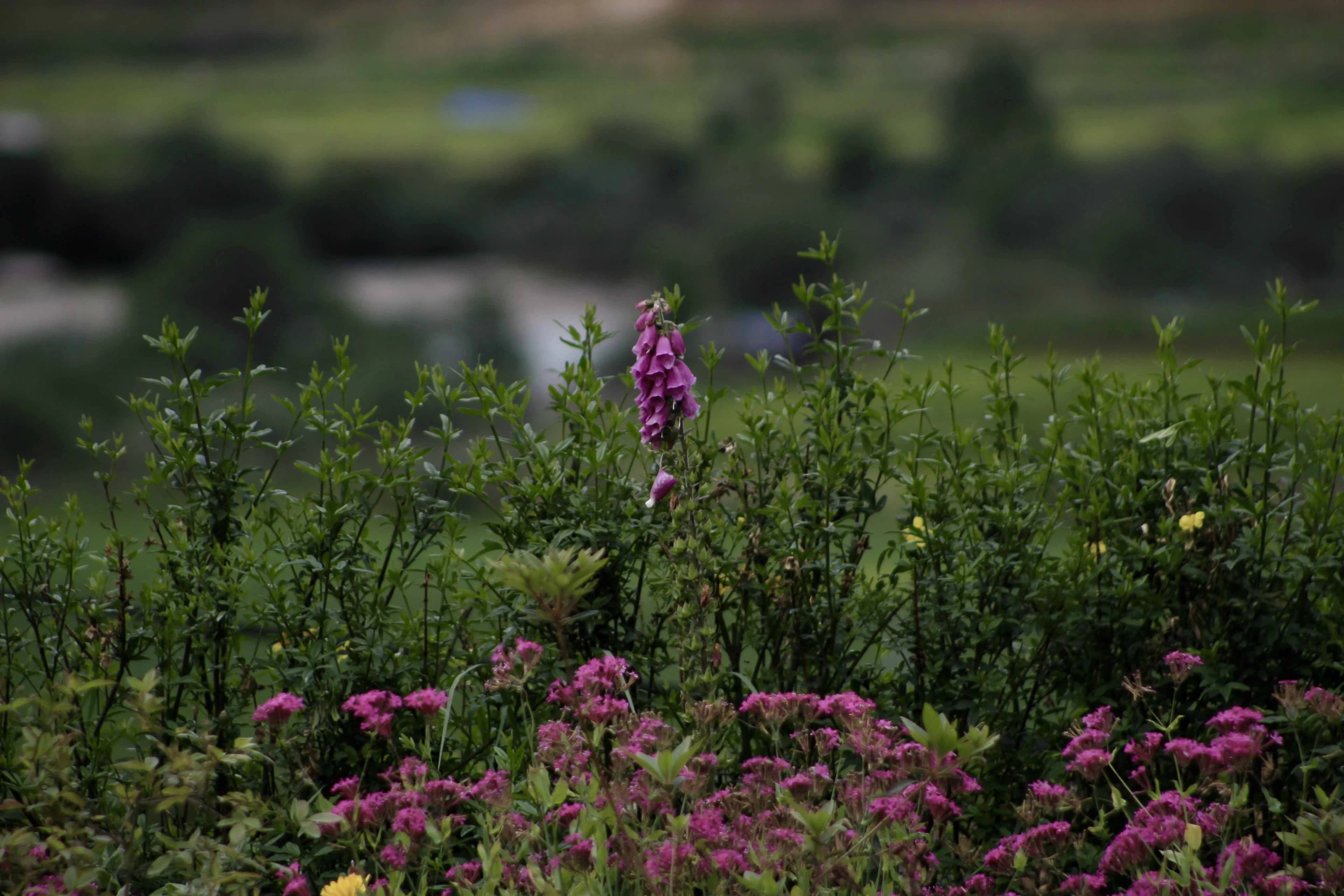Pink flowers at dekyil