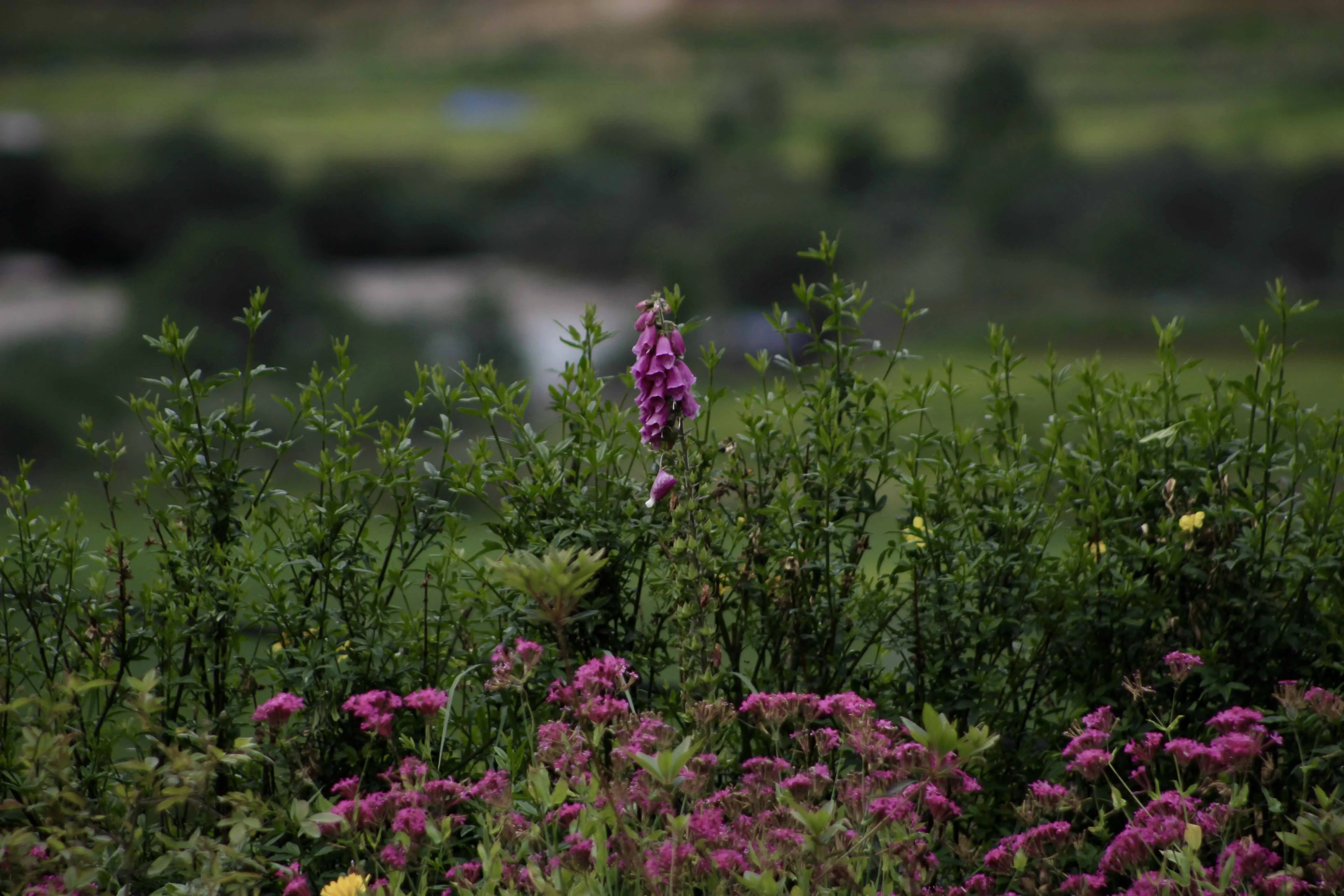Flowers from Dekyil